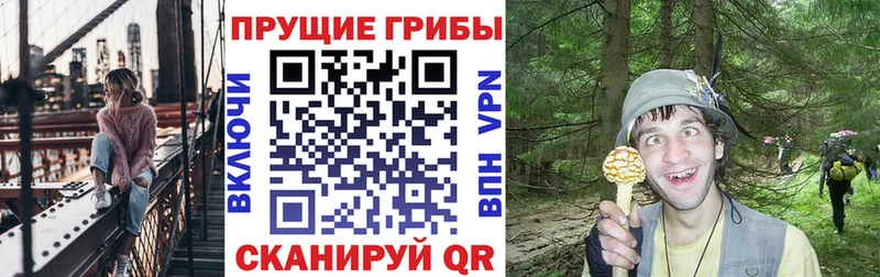 где купить наркотик Сертолово Галлюциногенные грибы мицелий